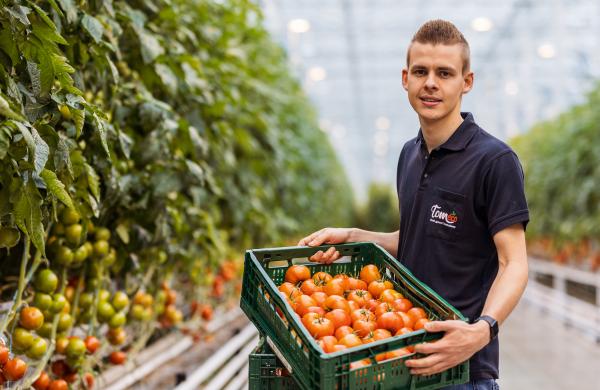 Producteur de tomates Mitch Vermeiren