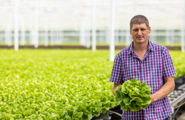 Lettuce producer Bert Depoorteren