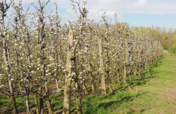 Obstbäume sind wichtige Kohlenstoffspeicher