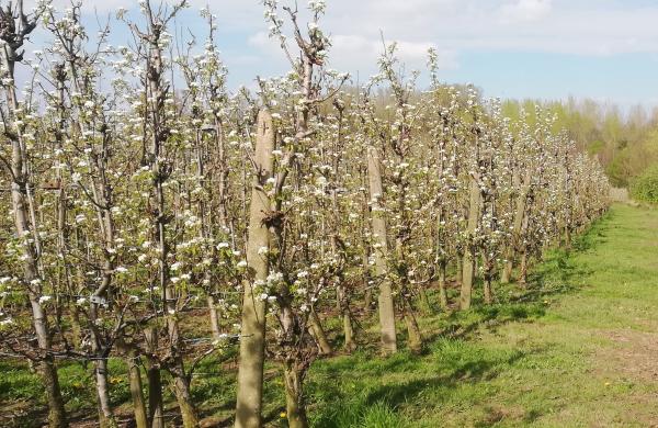 Les arbres fruitiers sont d’importants réservoirs de carbone