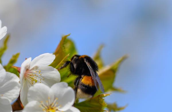 Bloesems met bij